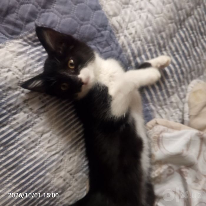 Отдаем Котенка в Добрые Руки