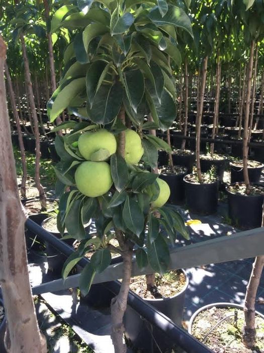 Овощни дръвчета Круша