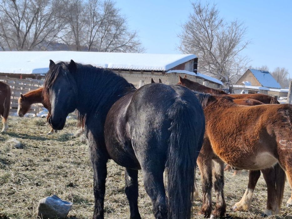 Новоалтайская жеребец