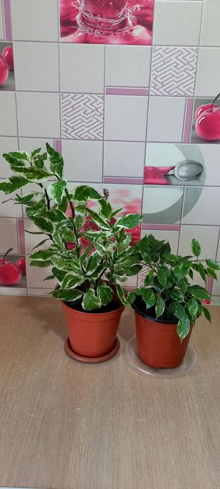 Цветы не дорого  от 1500