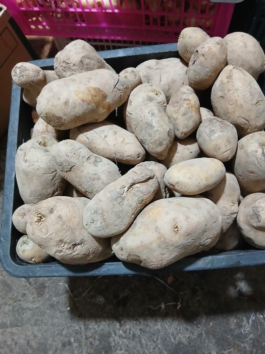 Сатылады малдарға беруге...