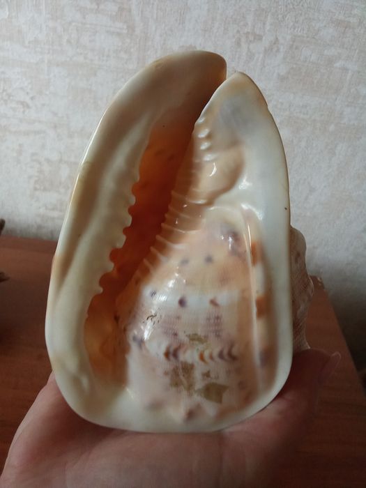Ракушка и украшения для аквариума