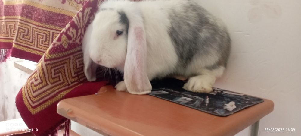 Fransuz baran sotiladi 650000