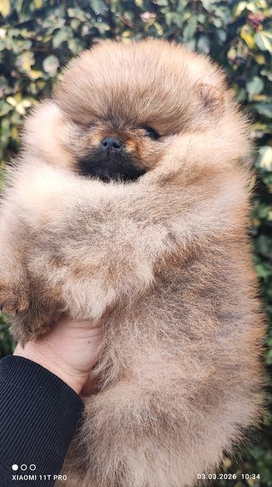 Померан мини момче