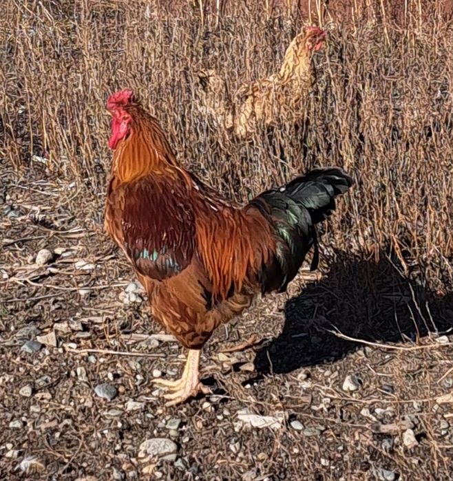 Продам петухов домашних