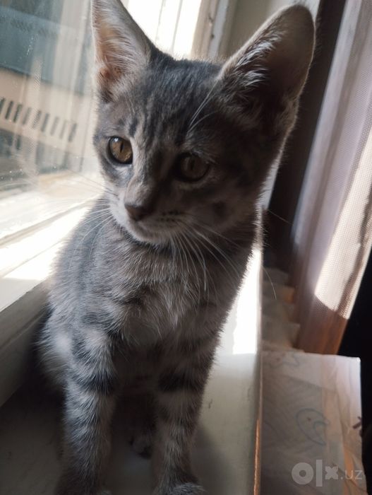 Котенок девочка Трикси (3 мес)