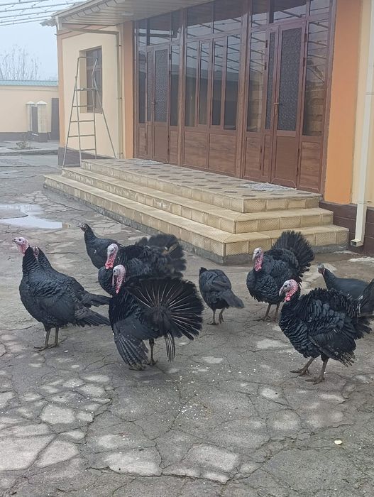 Erkak kurkalar  sotiladi