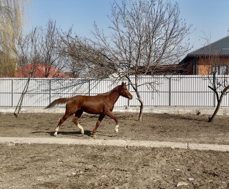 Продам англо-араб