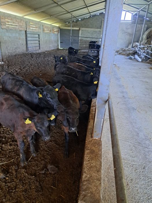Viței Vițele vaci angus