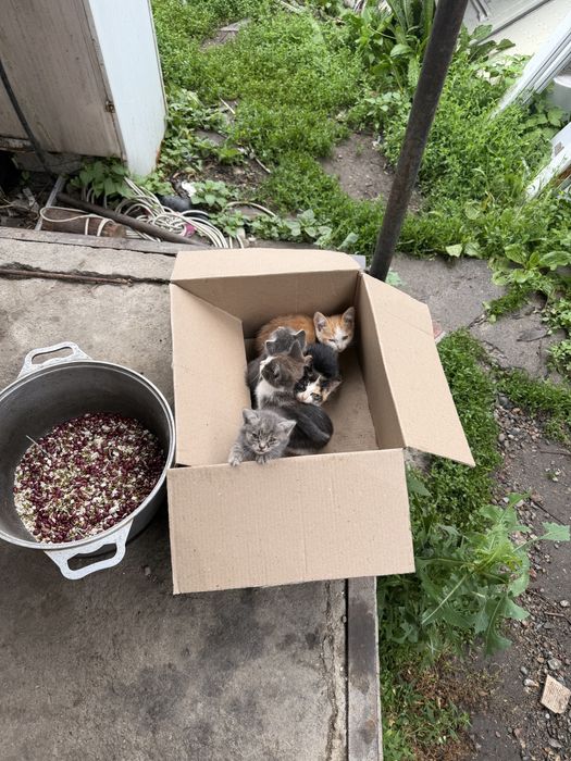 Пшистики котята