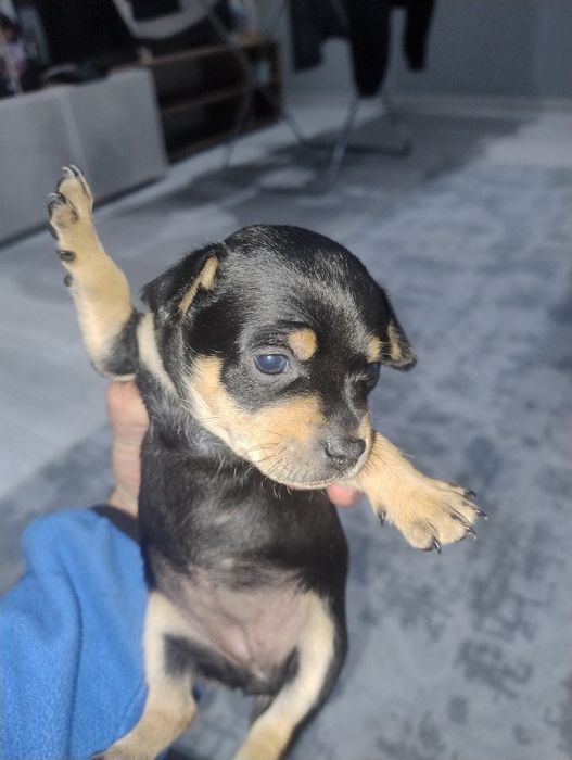 Продавам пинчери – стандартен цвят