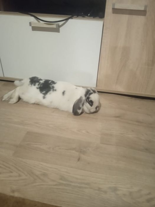 Продам декоративного кролика