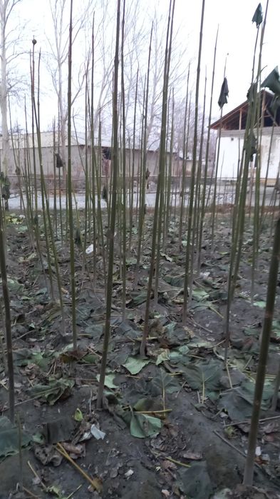 Дунёда энг тез усувчи ПАВЛОНИЯ  дарахти кучатлари сотувда