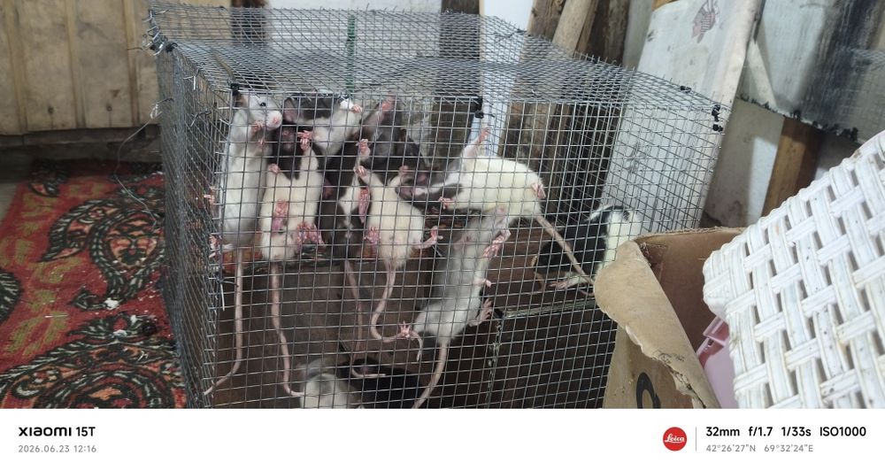 Продам Крысят Дамбо