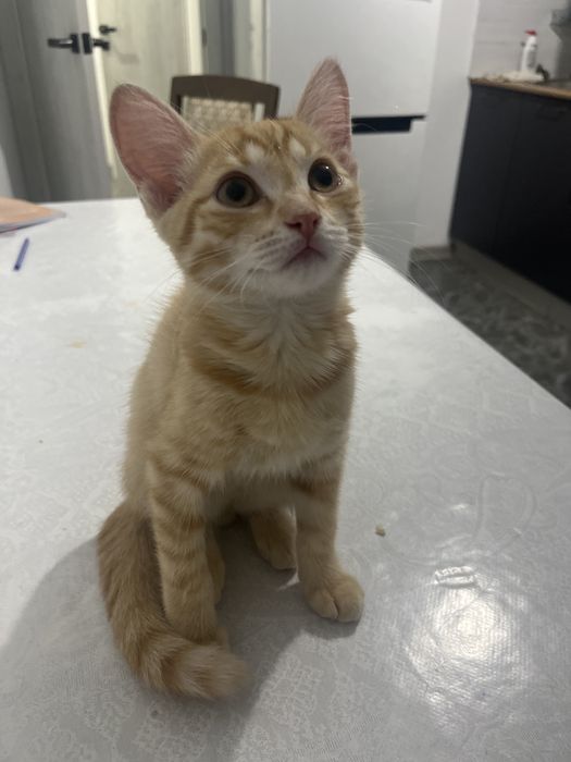 котенок мальчик 4 месяца
