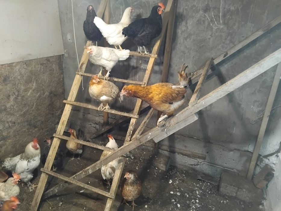 Куры несушки. Павлодарское