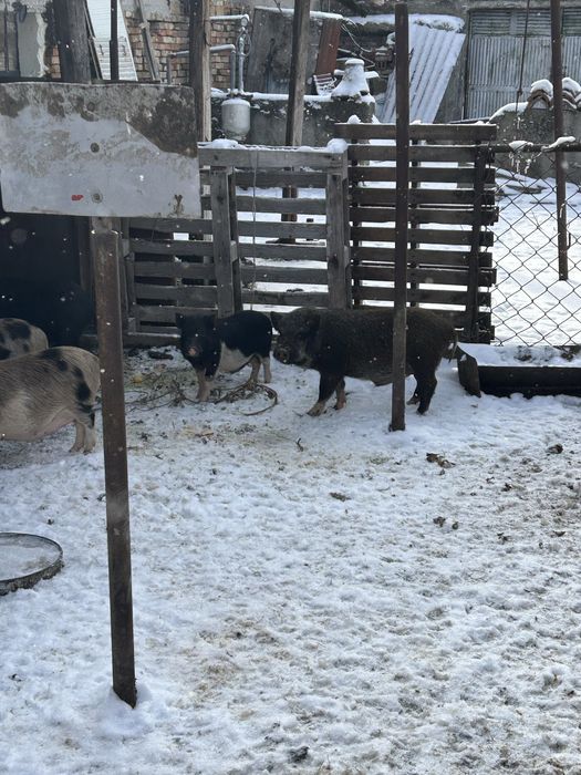 Прасенца виетнамски различни цве