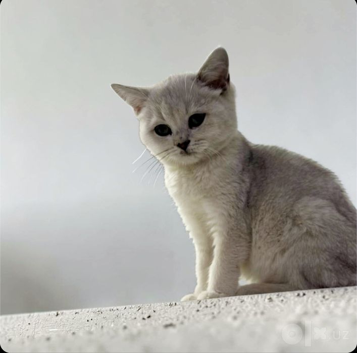 Продаётся котята