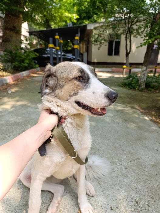 Классная собака в добрые руки, девочка, очень добрая, не на цепь!!! Бе