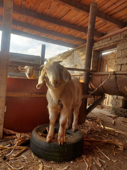 Ешкі екі лағымаен