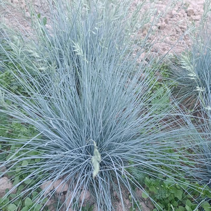 Овсянница кучатлари сотилади