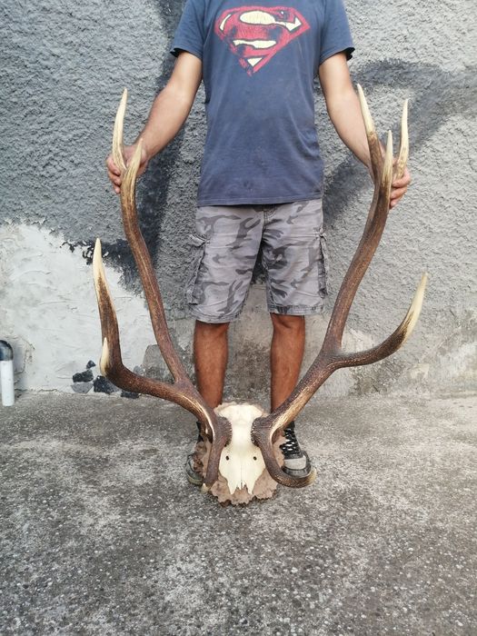 Рога, трофей от елен