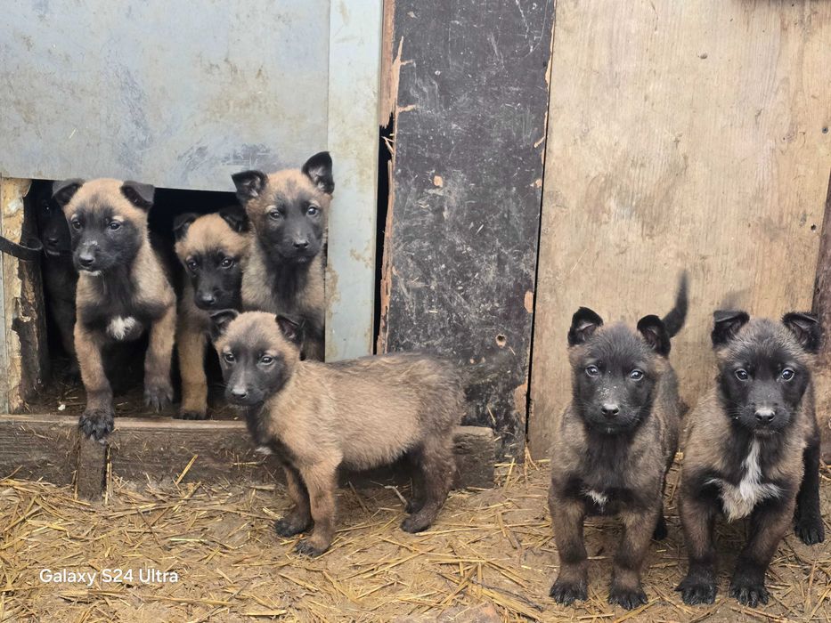 Бебета Белгийска овчарка