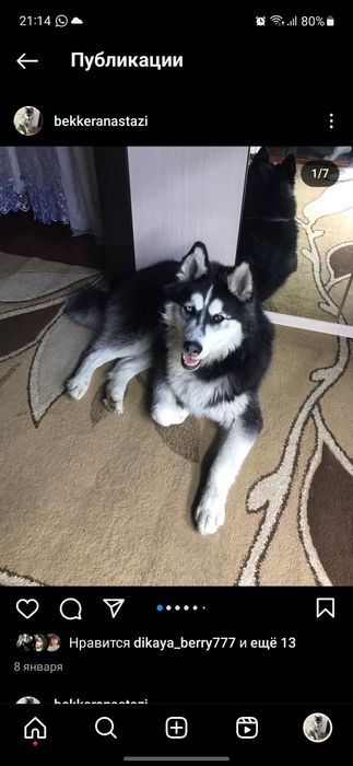 Вязка кобель хаски