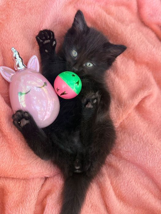 Котята ! отдам в любящие семьи