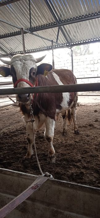 Gibrid buqqa sotiladi