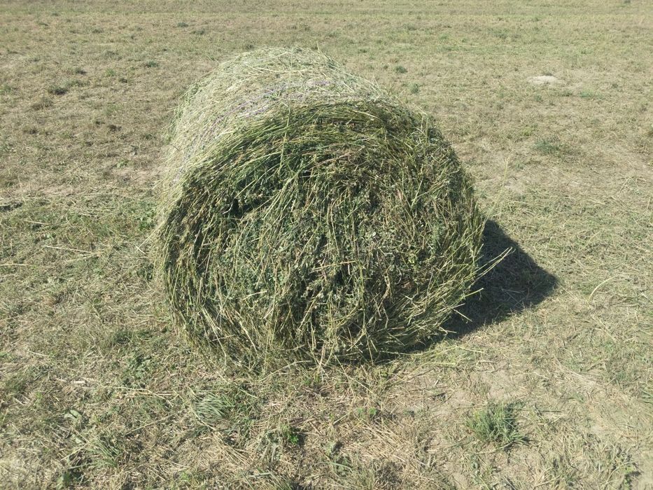 Baloți de fân 150 Lei și de  lucernă 200 lei în jud Brașov Veneția de jos