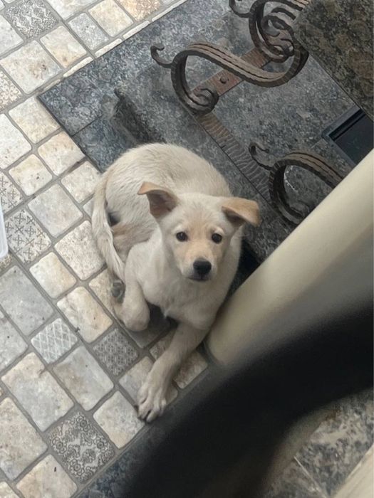 Малыш срочно ищет дом!