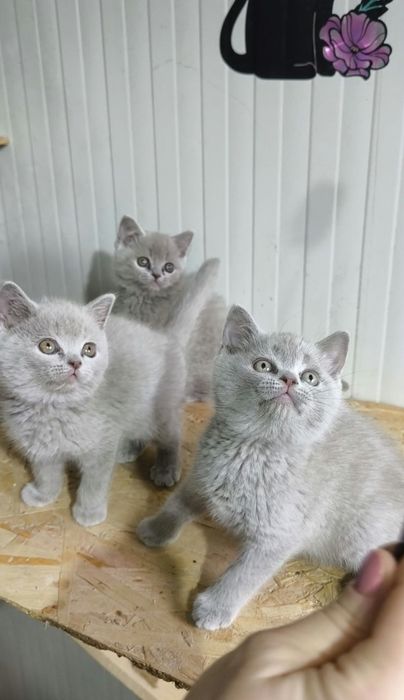 British Shorthair Blue