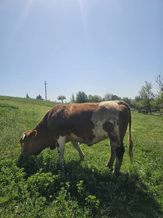 Vand vitea de 2 ani, gestanta 8 luni