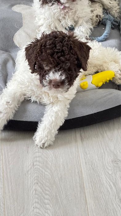 Щенки Лаготто Романьоло