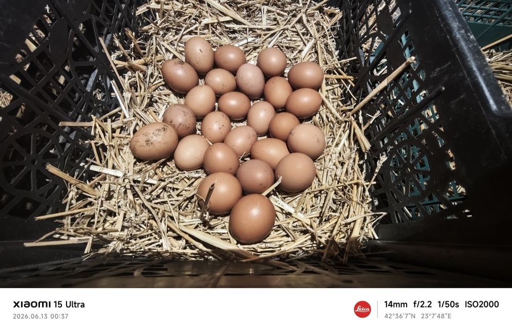 Домашни яица Ломан Браун Ярки
