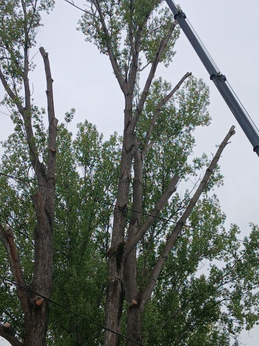 Бесплатно кругляк тополей стволы