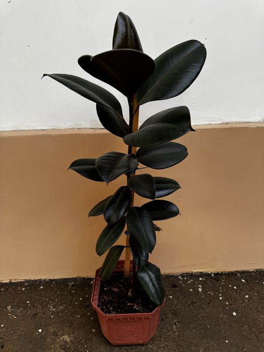 Фикус Black Prince (Чёрный принц)