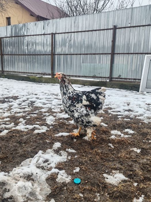 Cocoși Brahma 10 luni