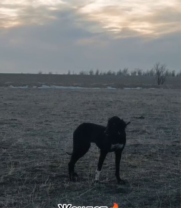 Құмай тазы сатылады!