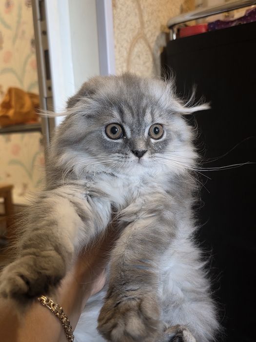 шотландская вислоухая кошка (скоттиш-фолд) с окрасом голубой (черно- с