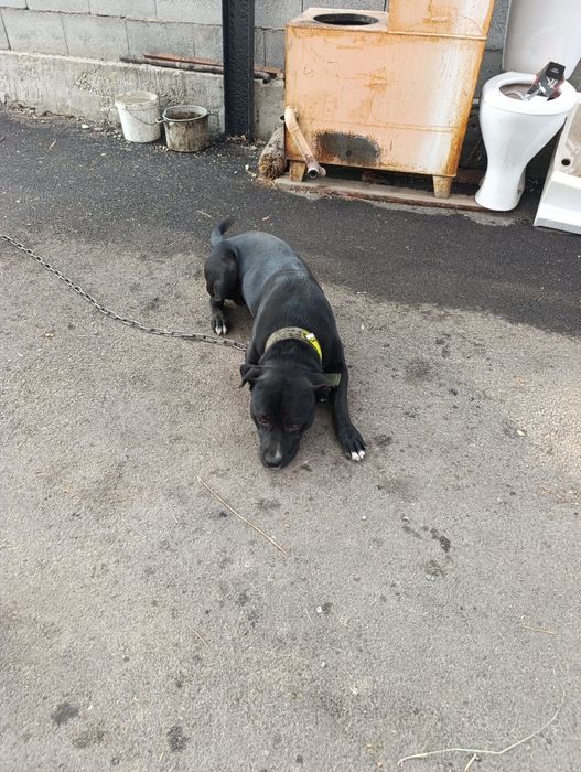 Стаффорд хороший