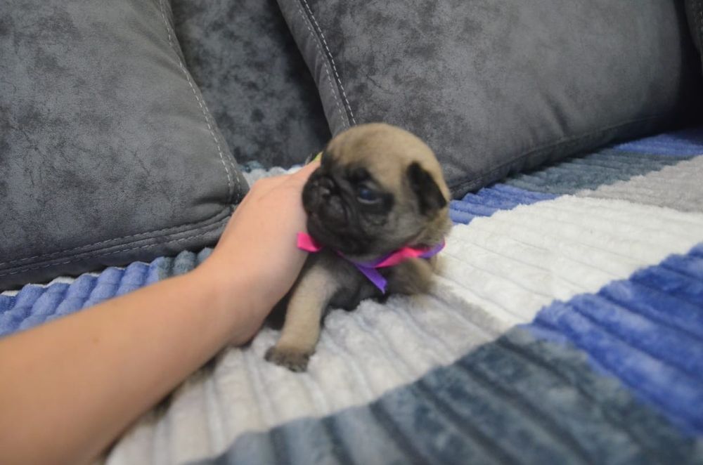 Продам щенков Мопса.