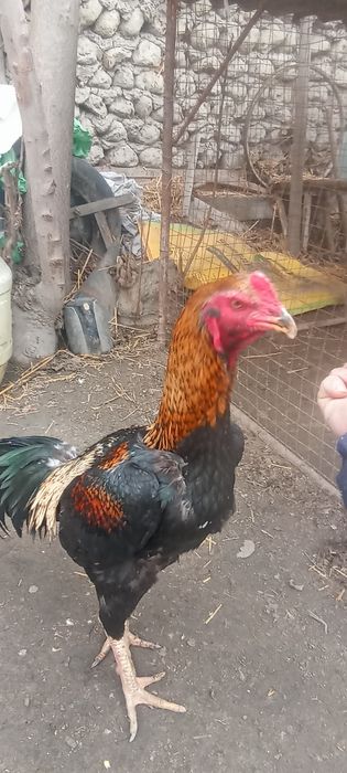 Редмм нот 10 с оволаплвлаовллааака