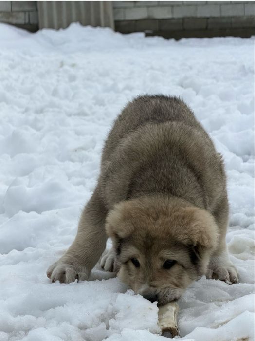 Төбет күшіктер сатылады