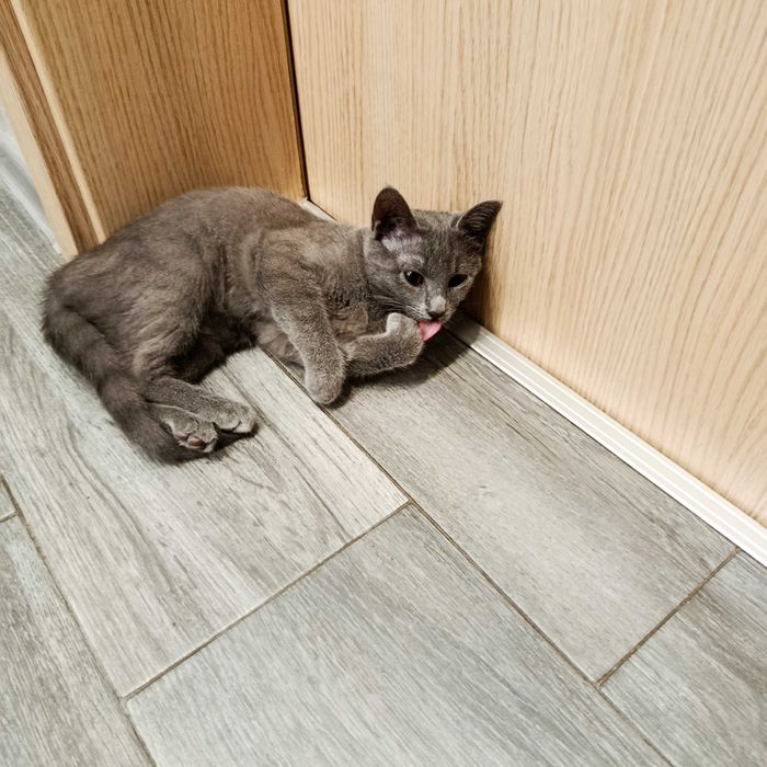 Подарявам малко котенце