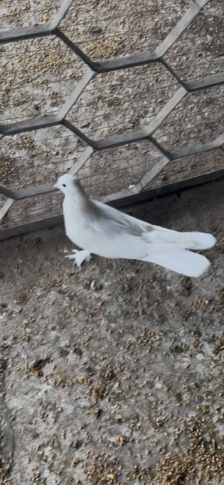 Продам Голубей шейку