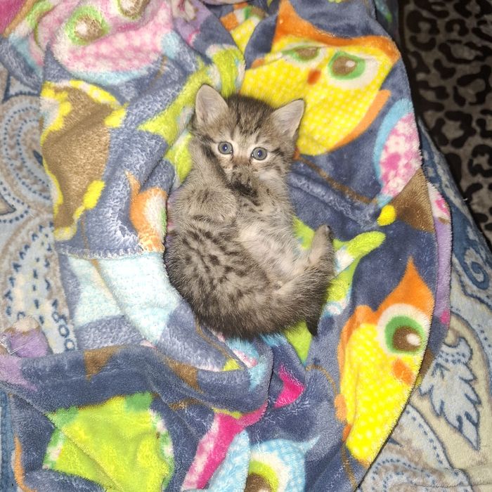 Отдам котят даром