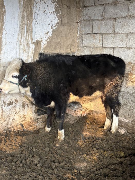 Жас мал тана сатылады