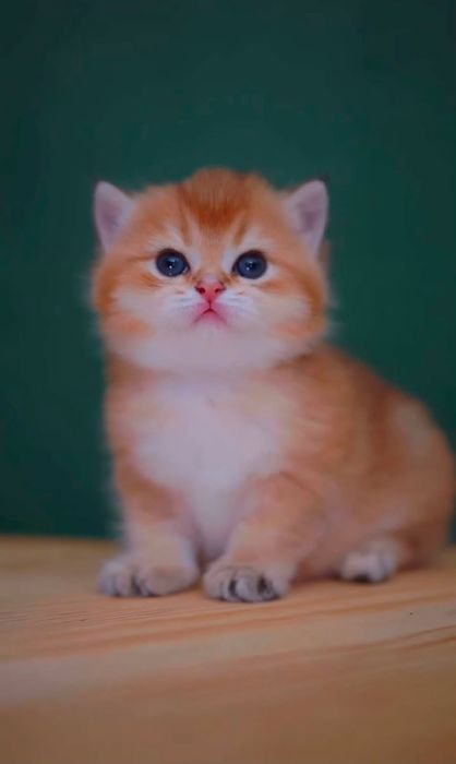 Золотые шиншиллы британские котята
